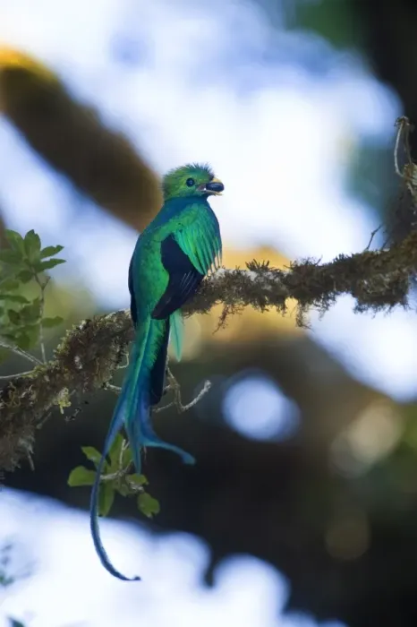 Framed Print : Resplendent Quetzal Pharomachrus mocinno with wild avocado Central Highlands Costa Rica Framed Print : Resplendent Quetzal Pharomachrus mocinno with wild avocado Central Highlands Costa Rica