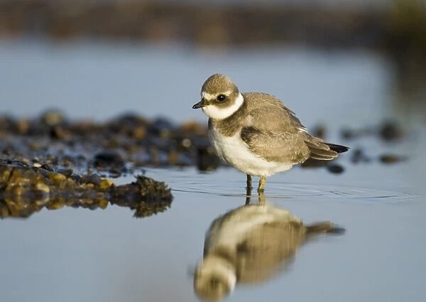 Ringed Plover Charadrius hiaticula juvenile scratching September Salthouse North Norfolk