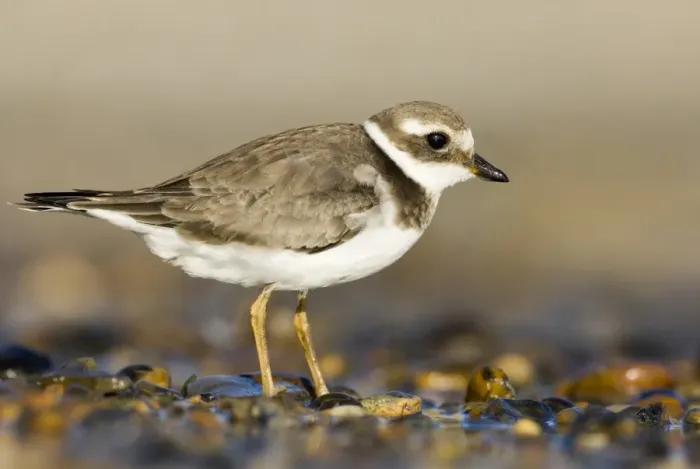 Framed Print : Ringed Plover Charadrius hiaticula juvenile September Salthouse North Norfolk Framed Print : Ringed Plover Charadrius hiaticula juvenile September Salthouse North Norfolk
