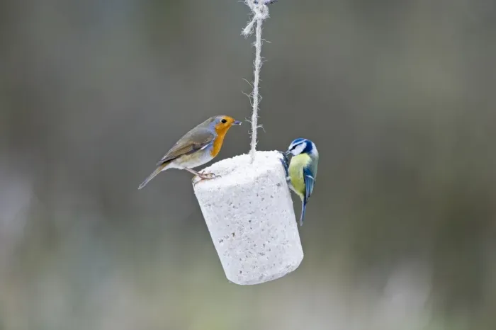 Framed Print : Robin Erithacus rubecula and Blue Tit feeding on fat feeder in garden Norfolk winter
