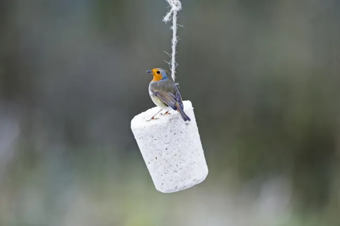 Framed Print : Robin Erithacus rubecula feeding on fat feeder in garden Norfolk winter Framed Print : Robin Erithacus rubecula feeding on fat feeder in garden Norfolk winter