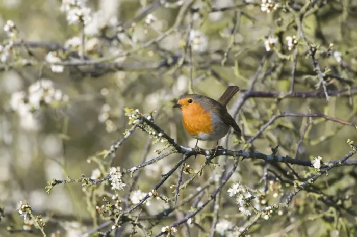 Framed Print : Robin Erithacus rubecula in flowering Buckthorn Norfolk April Framed Print : Robin Erithacus rubecula in flowering Buckthorn Norfolk April