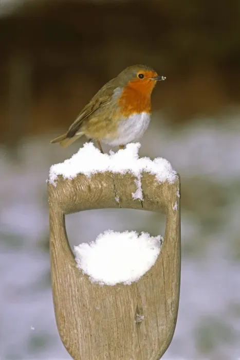 Framed Print : Robin, Erithacus rubecula, on fork handle in garden in winter, UK Framed Print : Robin, Erithacus rubecula, on fork handle in garden in winter, UK