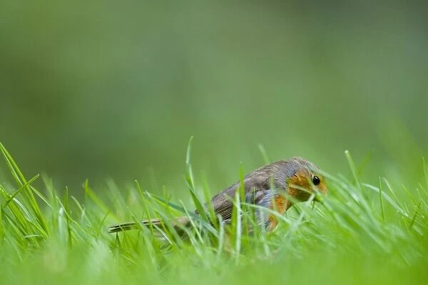 Robin Erithacus rubecula on garden lawn Norfolk spring