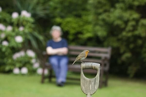 Robin Erithacus rubecula perched on fork handle in garden Kent UK spring