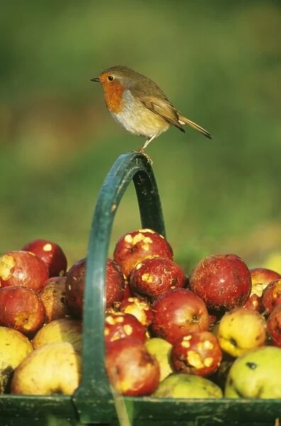 Robin Erithacus rubecula perched on handle of basket full of windfall apples in garden