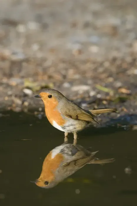 Framed Print : Robin Erithacus rubecula at puddle to drink Norfolk April Framed Print : Robin Erithacus rubecula at puddle to drink Norfolk April