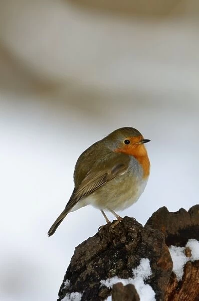 Robin Erithacus rubecula puffed up in cold Norfolk winter