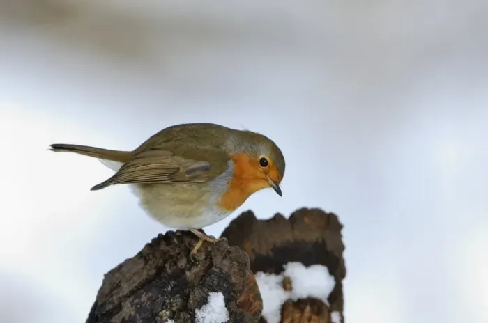 Framed Print : Robin Erithacus rubecula puffed up in cold Norfolk winter Framed Print : Robin Erithacus rubecula puffed up in cold Norfolk winter