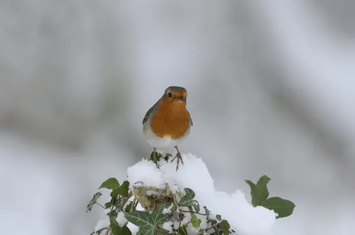 Framed Print : Robin Erithacus rubecula puffed up in cold Norfolk winter Framed Print : Robin Erithacus rubecula puffed up in cold Norfolk winter