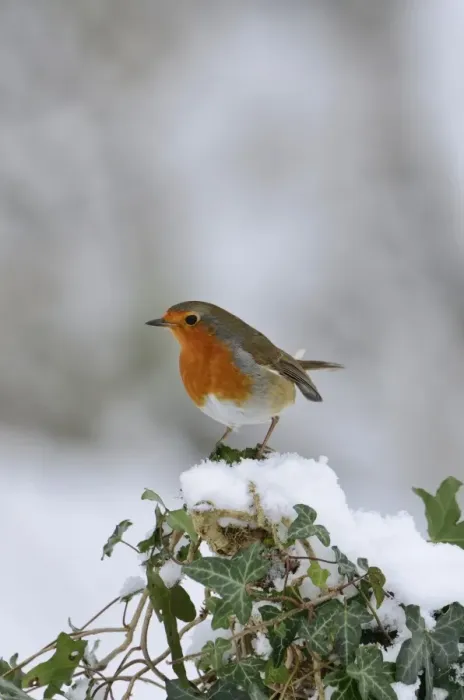 Framed Print : Robin Erithacus rubecula puffed up in cold Norfolk winter Framed Print : Robin Erithacus rubecula puffed up in cold Norfolk winter
