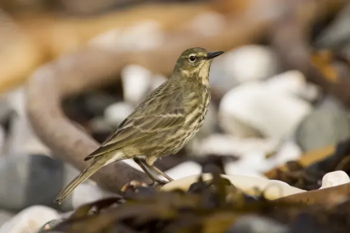 Framed Print : Rock Pipit Anthus petrosus on beach Co Antrim Northern Ireland winter Framed Print : Rock Pipit Anthus petrosus on beach Co Antrim Northern Ireland winter
