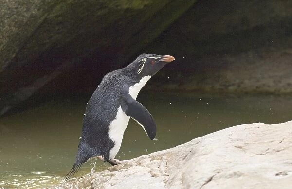 Rockhopper Penguin Eudyptes chrysocome leaping from sea Falklands