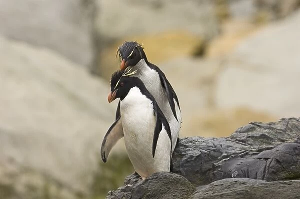Rockhopper Penguins Eudyptes chrysocome Falklands
