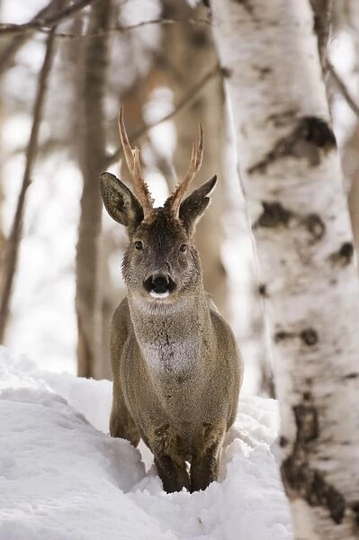 Roe Deer buck Capreolus capreolus Scottish Highlands winter