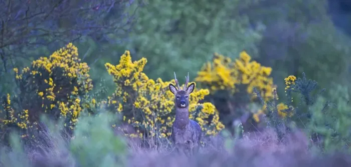 Framed Print : Roe Deer Capreolus capreolus buck on heath at dusk Norfolk April Framed Print : Roe Deer Capreolus capreolus buck on heath at dusk Norfolk April