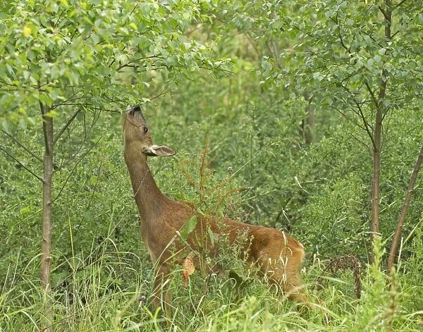 Roe deer, Capreolus capreolus, doe feeding at woodland edge, Kent