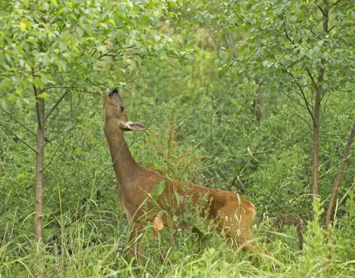 Framed Print : Roe deer, Capreolus capreolus, doe feeding at woodland edge, Kent Framed Print : Roe deer, Capreolus capreolus, doe feeding at woodland edge, Kent