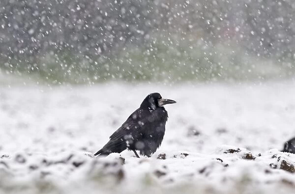 Rook Corvus frugilegus in blizzard Norfolk winter