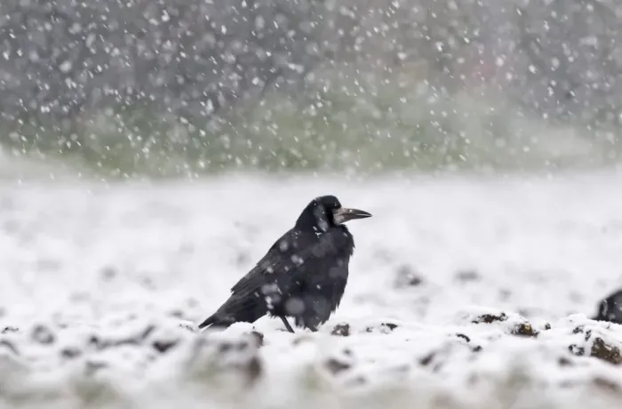 Framed Print : Rook Corvus frugilegus in blizzard Norfolk winter Framed Print : Rook Corvus frugilegus in blizzard Norfolk winter