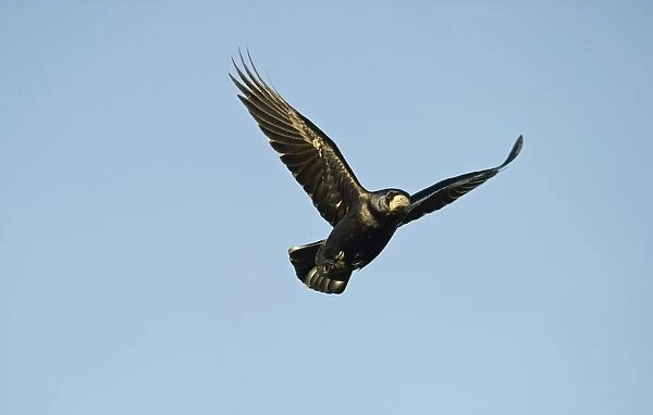 Rook Corvus frugilegus Norfolk spring