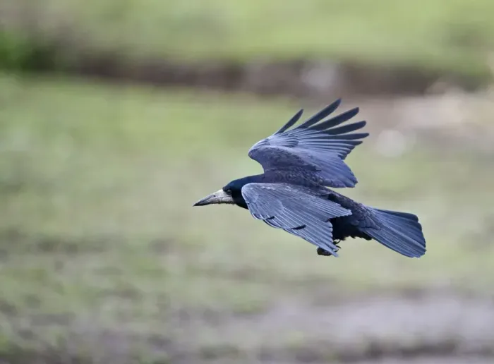Framed Print : Rook Corvus frugilegus Norfolk spring Framed Print : Rook Corvus frugilegus Norfolk spring