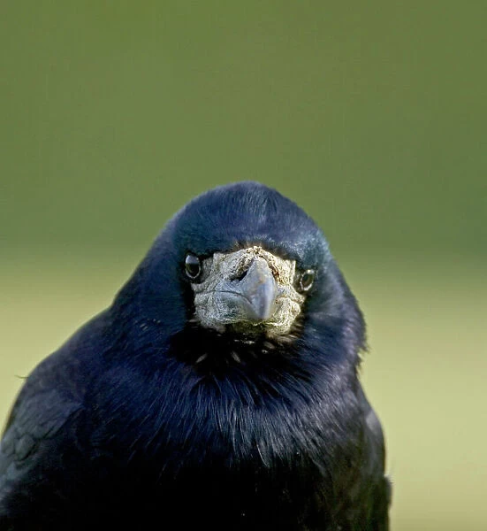 Rook Corvus frugilegus Northumberland winter