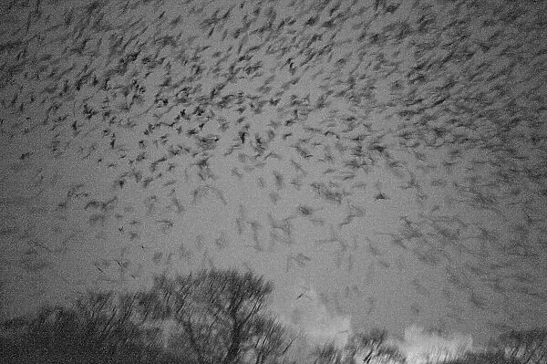 Rooks Corvus corone arriving at roost at Buckenham Carrs Norfolk February