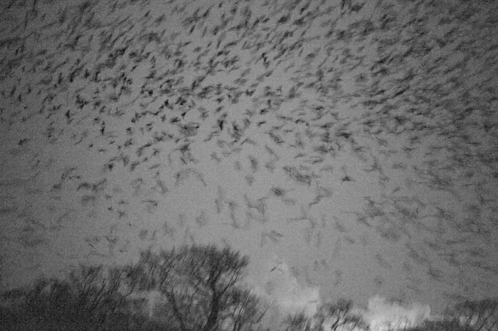 Framed Print : Rooks Corvus corone arriving at roost at Buckenham Carrs Norfolk February Framed Print : Rooks Corvus corone arriving at roost at Buckenham Carrs Norfolk February