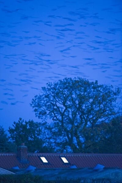 Rooks Corvus frugilegus arriving at roost at Buckenham in Yare Valley Norfolk winter