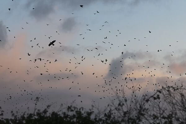 Rooks Corvus frugilegus arriving at roost Buckenham Norfolk winter