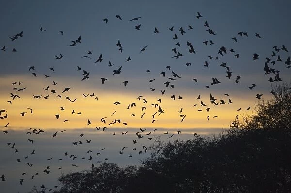 Rooks Corvus frugilegus arriving at roost at Buckenham Norfolk winter