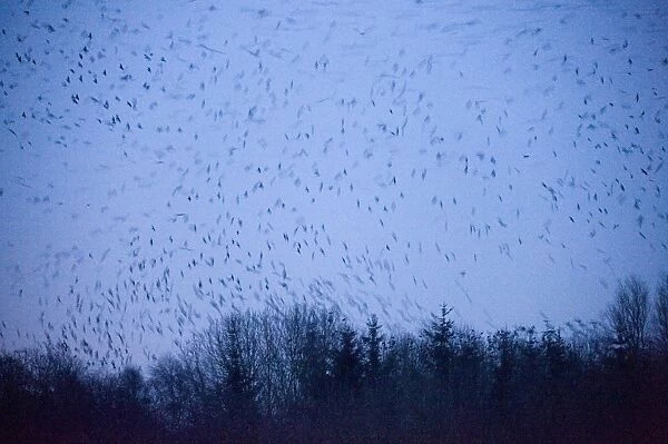 Rooks Corvus frugilegus arriving at roost after dark Buckenham Norfolk winter