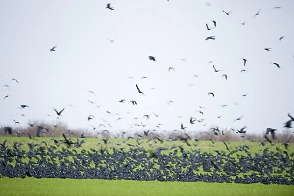 Rooks Corvus frugilegus gathering before going to roost Buckenham Norfolk winter
