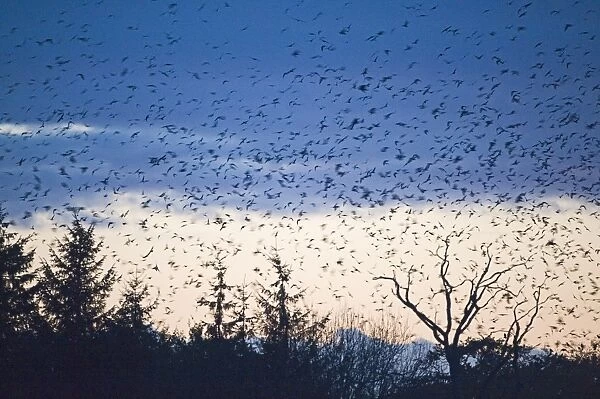 Rooks Corvus frugilegus and Jackdaws Corvus monedula arriving at roost at Buckenham