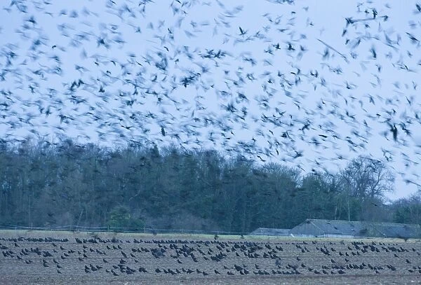 Rooks Corvus frugilegus at pre roost gathering Buckenham Norfolk