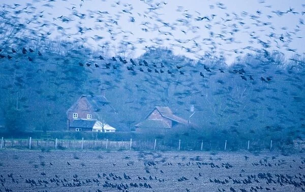 Rooks Corvus frugilegus pre roost gathering Buckenham Norfolk winter