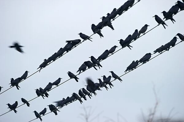 Rooks Corvus frugilegus at pre roost gathering Buckenham in Yare Valley Norfolk