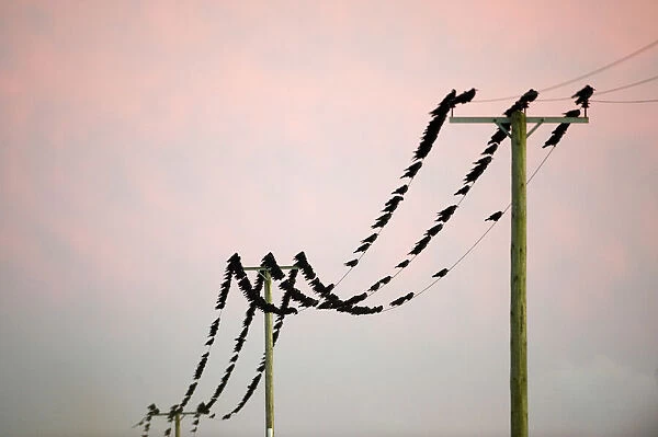 Rooks Corvus frugilegus at pre-roost gathering near Buckenham in Yare Valley Norfolk