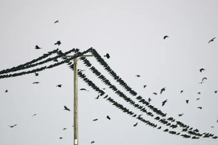 Framed Print : Rooks Corvus frugilegus at pre-roost gathering near Buckenham in Yare Valley Norfolk Framed Print : Rooks Corvus frugilegus at pre-roost gathering near Buckenham in Yare Valley Norfolk