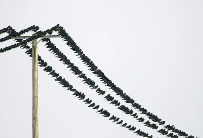 Framed Print : Rooks Corvus frugilegus at pre-roost gathering near Buckenham in Yare Valley Norfolk Framed Print : Rooks Corvus frugilegus at pre-roost gathering near Buckenham in Yare Valley Norfolk