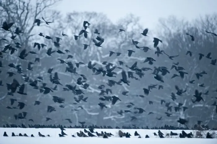 Framed Print : Rooks Corvus grugilegus gathering at roost Buckenham Norfolk winter