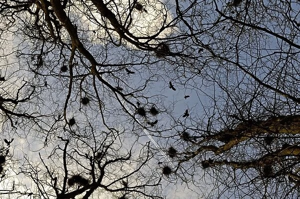 Rooks at Rookery Corvus frugilegus Gloucestershire early spring