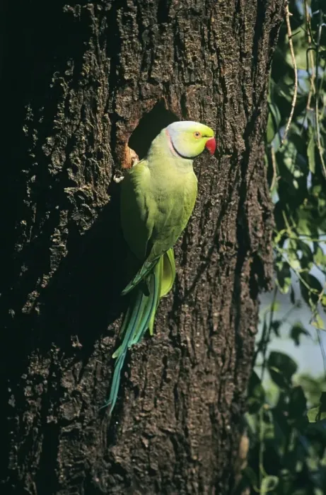 Framed Print : Rose-ringed Parakeet India Framed Print : Rose-ringed Parakeet India