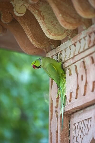 Rose-ringed Parakeet Psittacula krameri Bhratpur India