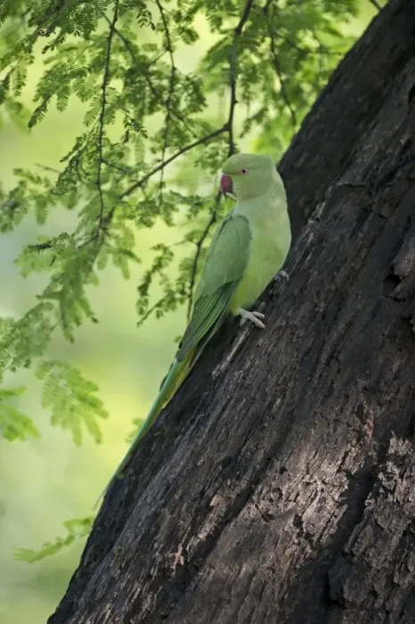 Framed Print : Rose-ringed Parakeet Psittacula krameri Bhratpur India Framed Print : Rose-ringed Parakeet Psittacula krameri Bhratpur India