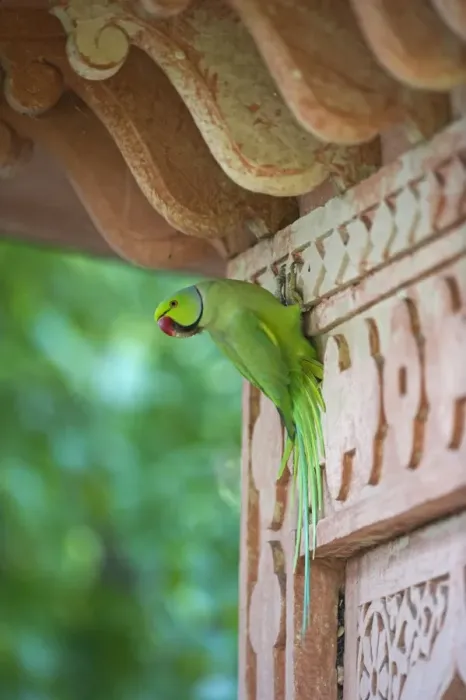Framed Print : Rose-ringed Parakeet Psittacula krameri Bhratpur India