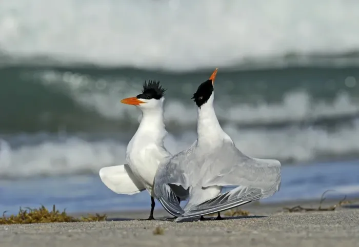 Framed Print : Royal Terns Thalasseus maximus pair displaying on beach Cape Canaveral Florida USA Framed Print : Royal Terns Thalasseus maximus pair displaying on beach Cape Canaveral Florida USA