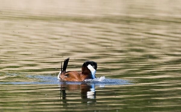 Ruddy Duck Oxyura jamaicensis male displaying on pool Cley Norfolk April