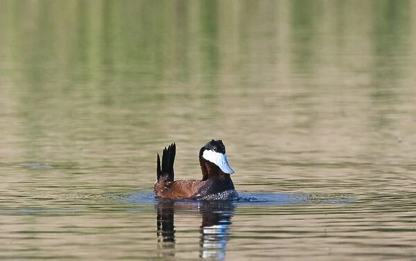 Ruddy Duck Oxyura jamaicensis male displaying on pool Cley Norfolk April